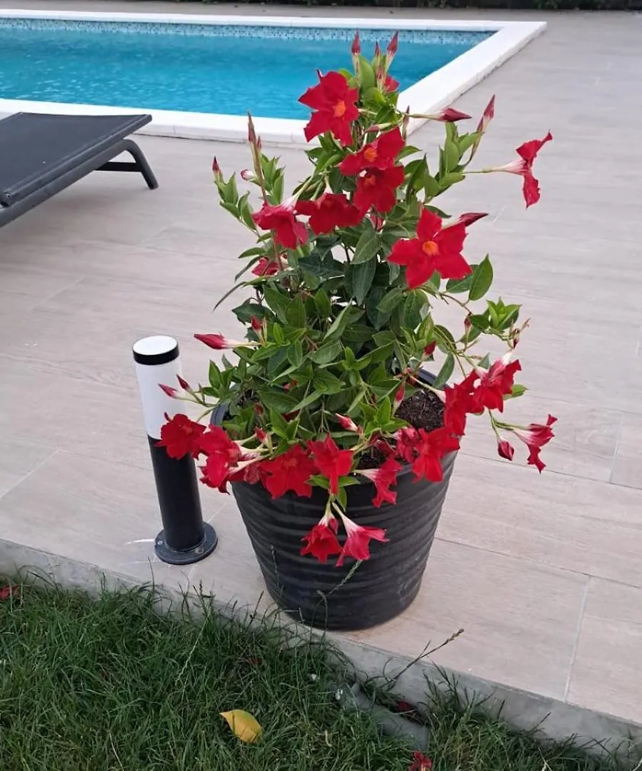 Villa Marina بيوغْغاد نا موغو 0*,  كرواتيا